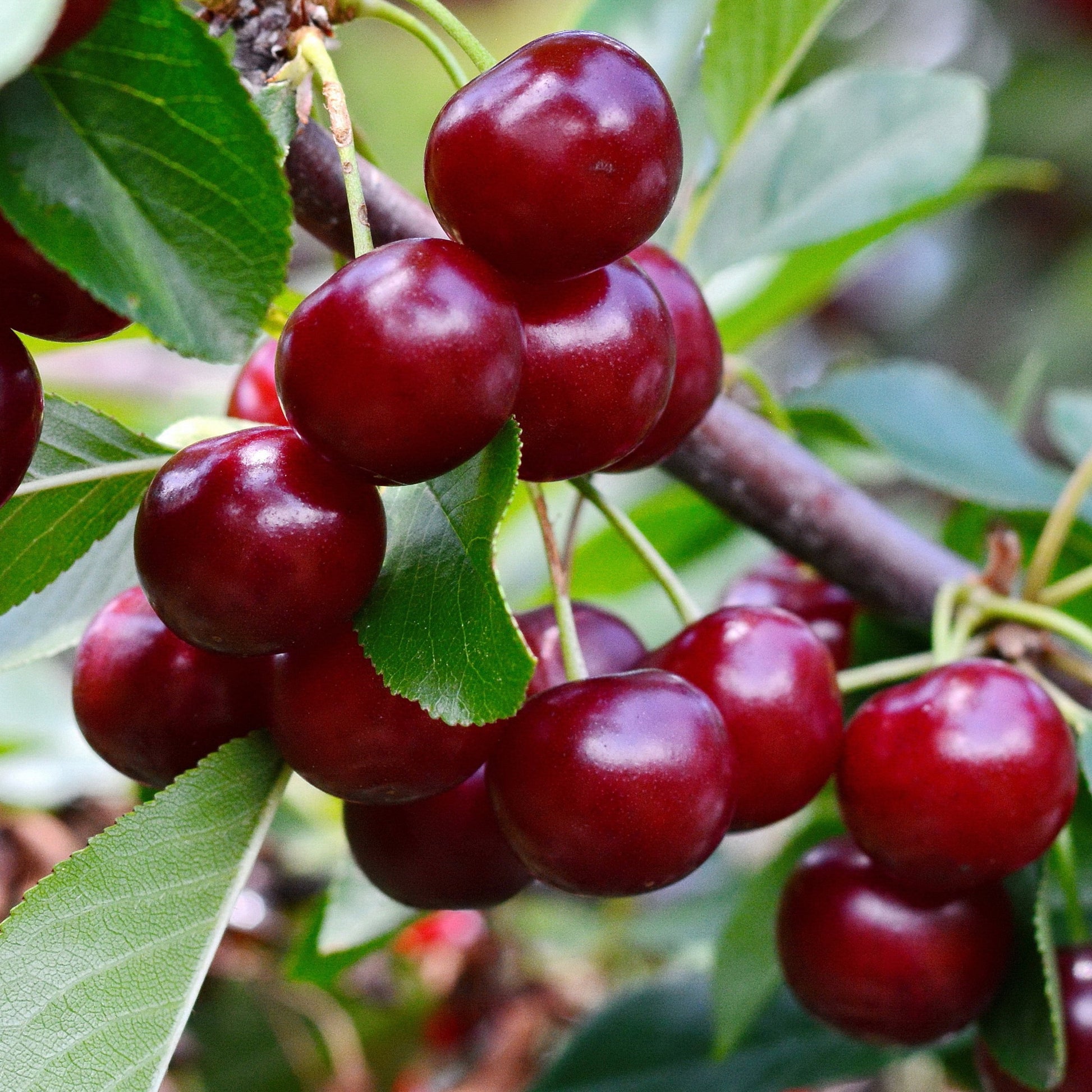 Prunus avium Van - Cerisier bigarreau Van - Cerisiers