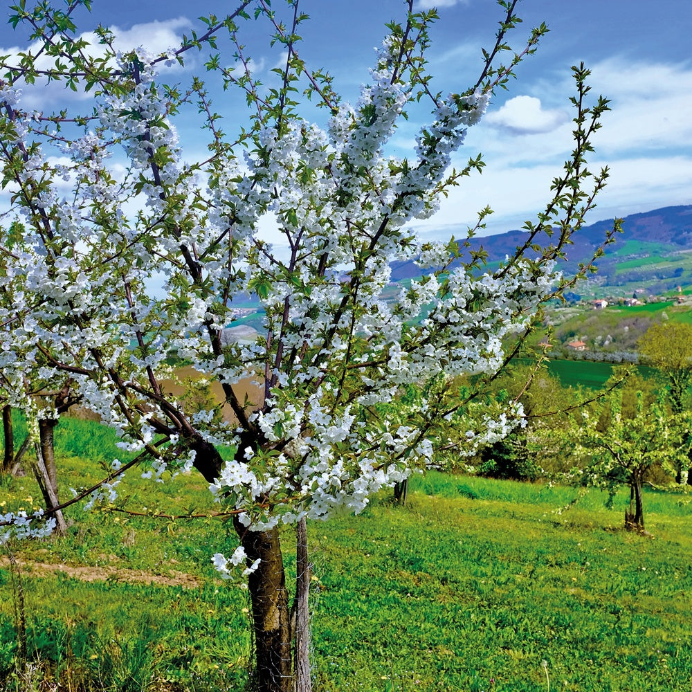 Cerisier bigarreau Van - Prunus avium Van - Bakker