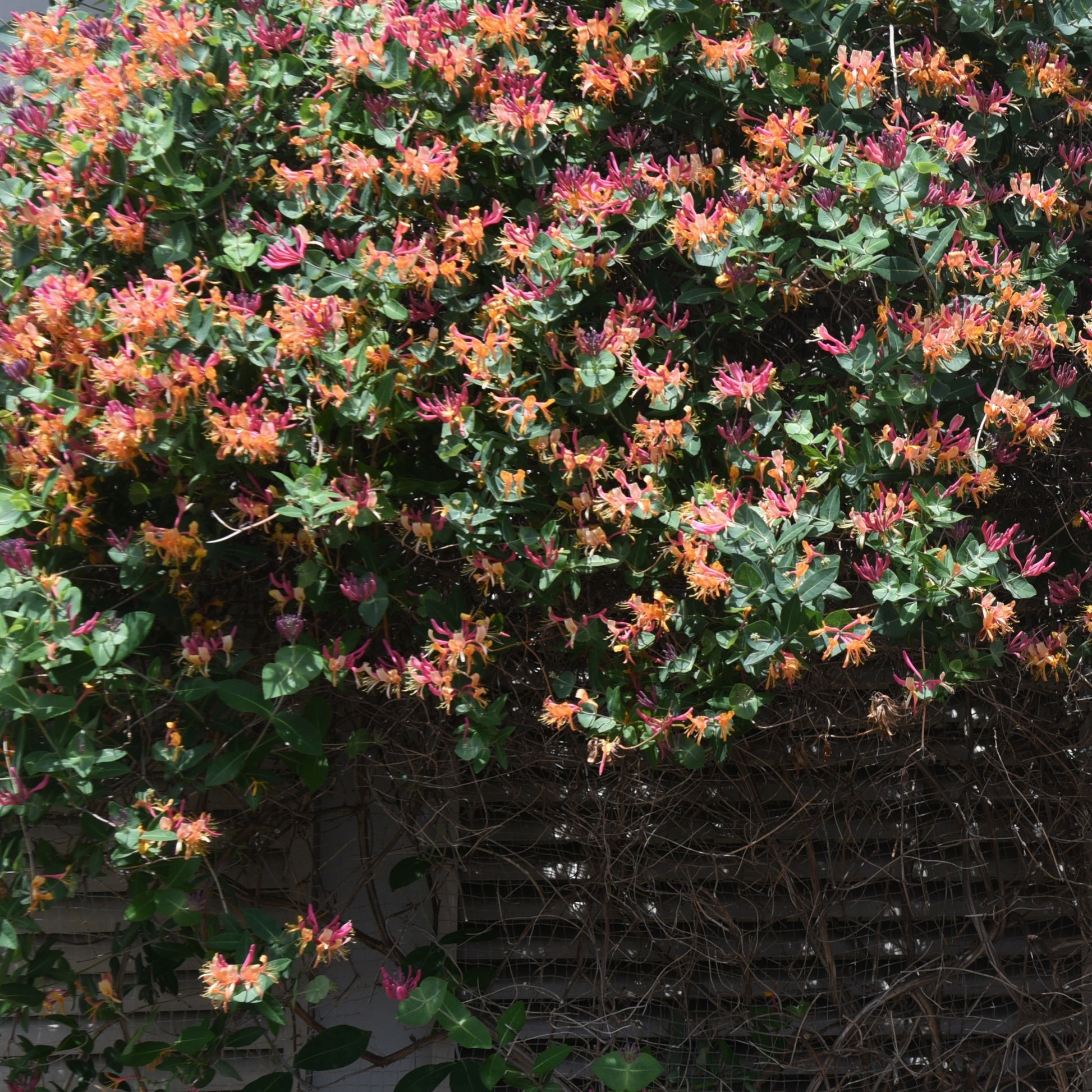 Chèvrefeuille grimpant Goldflame - Lonicera heckrotii goldflame - Bakker