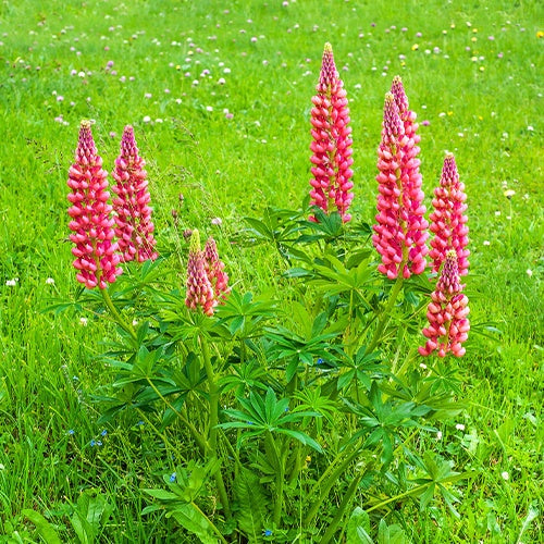 Lupinus russell red - 3 Lupins rouges - Lupin