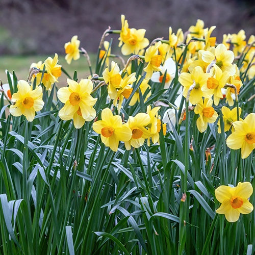5 Bulbes De Jonquilles 'Golden Bells' - Fleurs En Clochettes Jaune Doré - Floraison Printemps (Mars-Avril)