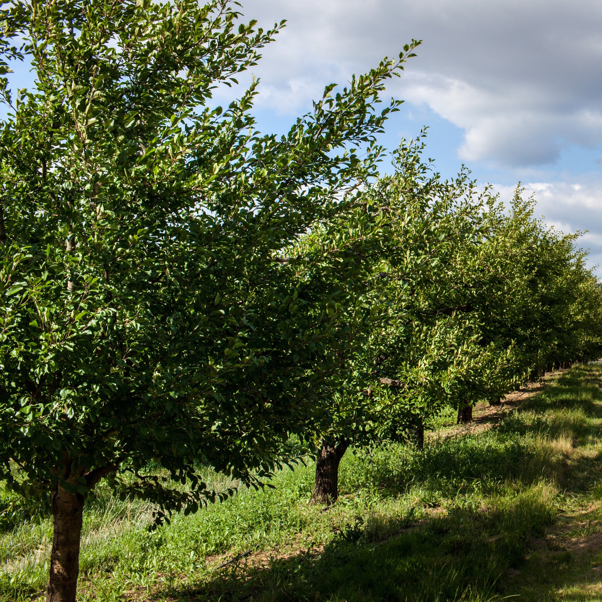 Prunier Président - Prunus domestica Président - Bakker