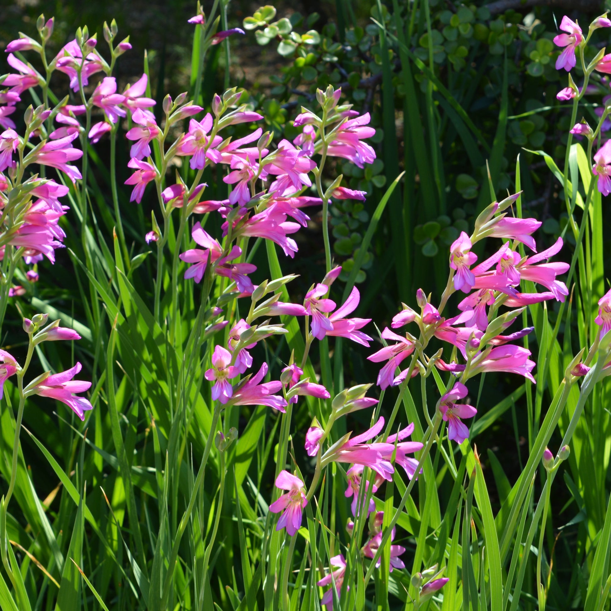 10 Glaïeuls de Byzance - Gladiolus byzantinus - Bakker