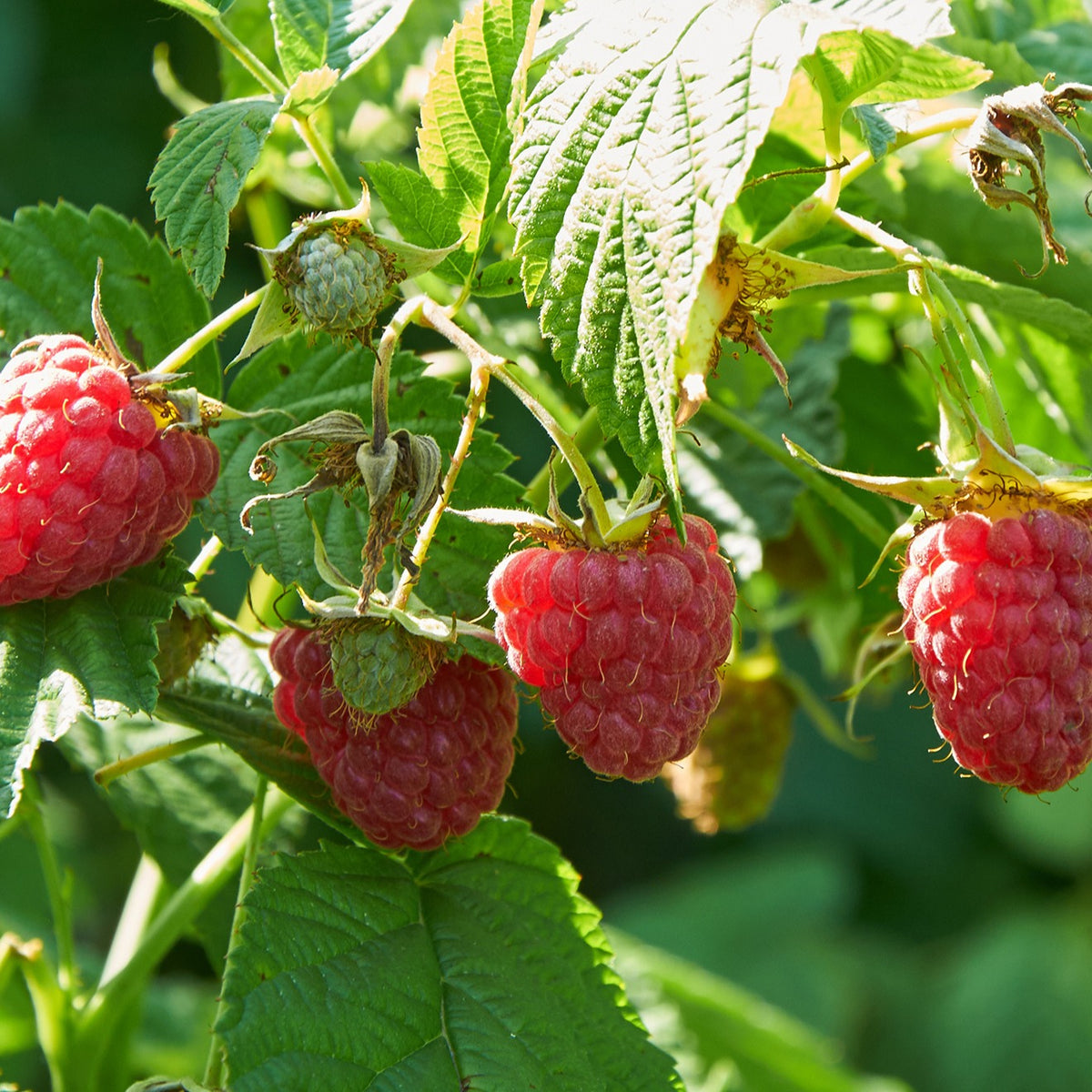 Framboisiers - Collection de Framboisiers : Marastar,Fallgold, Sumo - Rubus idaeus Marastar ®, Sumo 2, Fallgold
