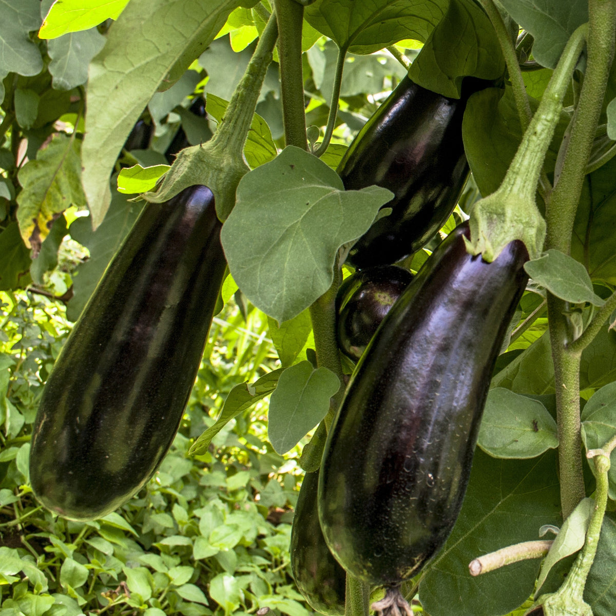 Plant Aubergine Baluroi F1 - Bakker
