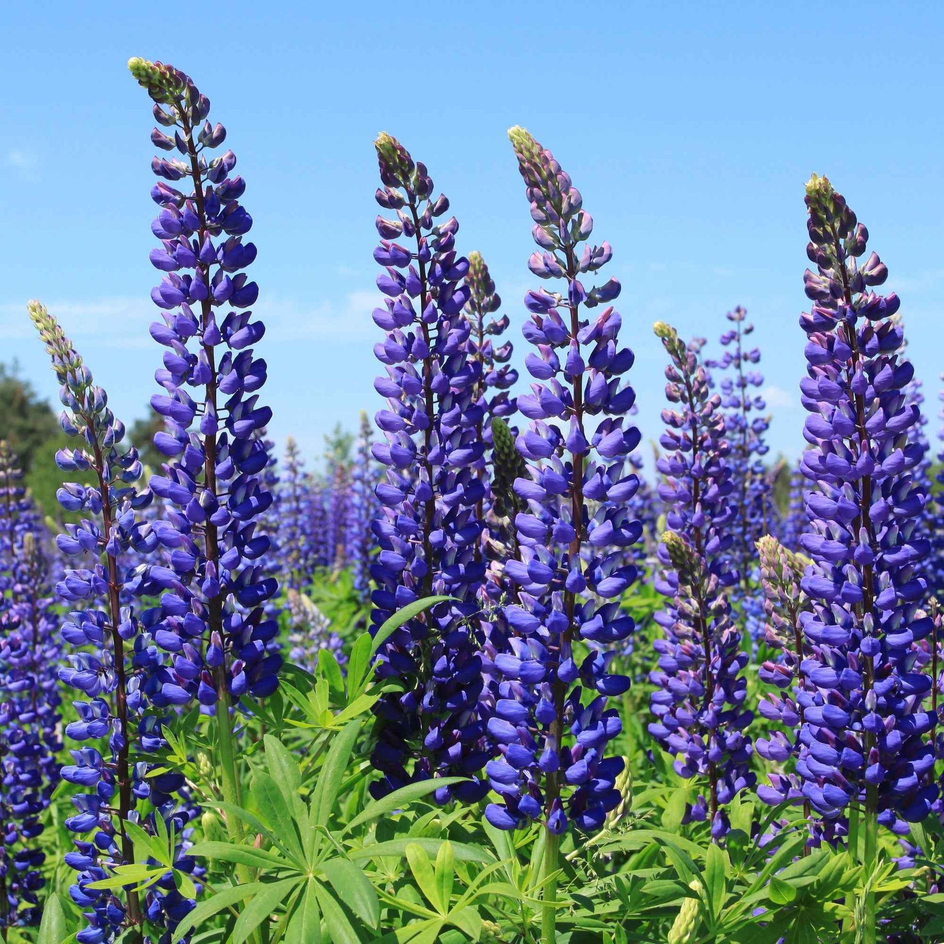 3 Lupins bleus - Lupinus Russell blue - Bakker