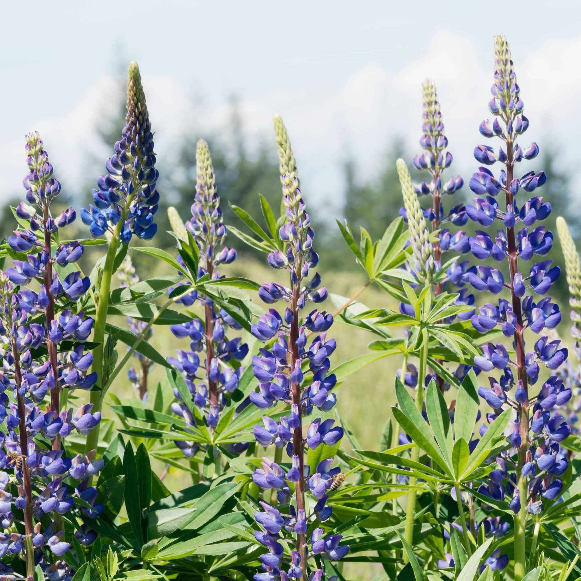 3 Lupins bleus - Bakker