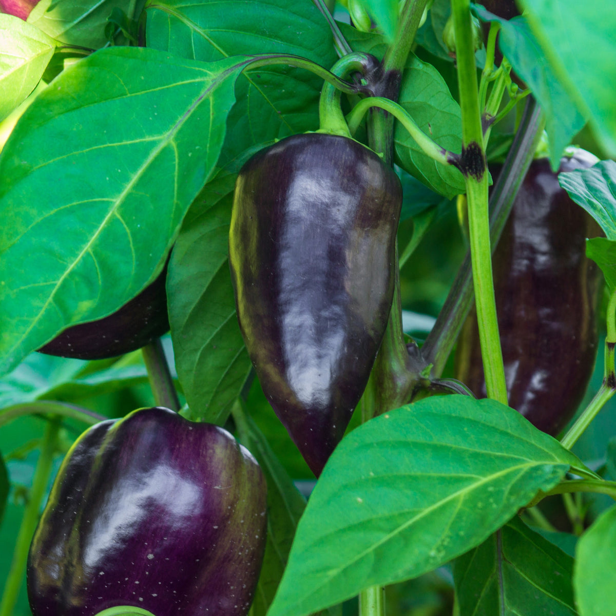 Plant Poivron Bellania - Bakker