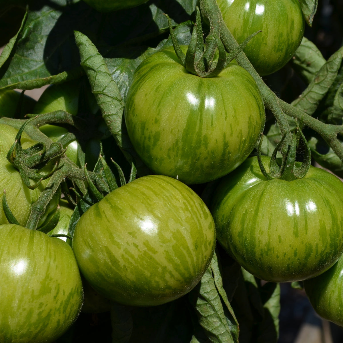 Plant Tomate Green Zebra - Solanum lycopersicum green zebra - Bakker