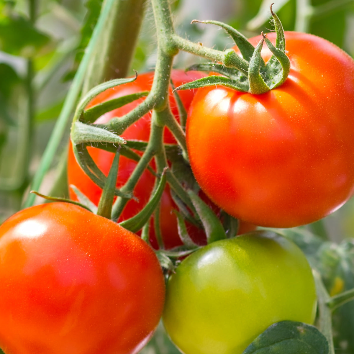 Plant Tomate Montfavet F1 - Bakker