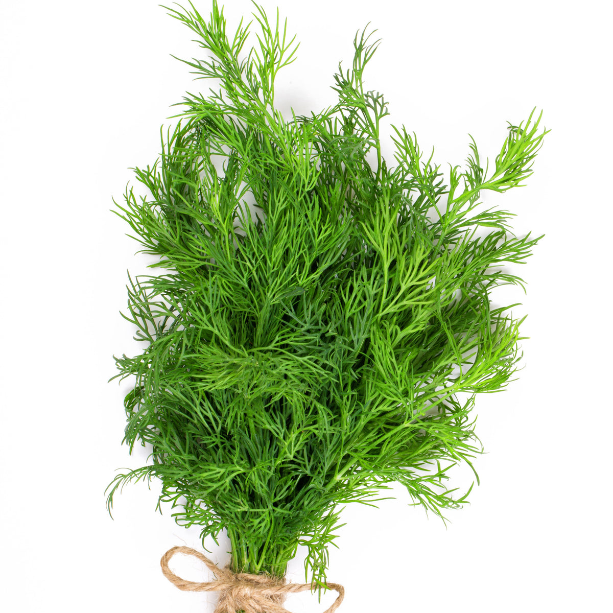 Plant d'Aneth - Bakker