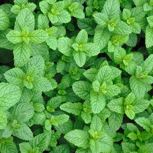 Plant Menthe marocaine - Bakker