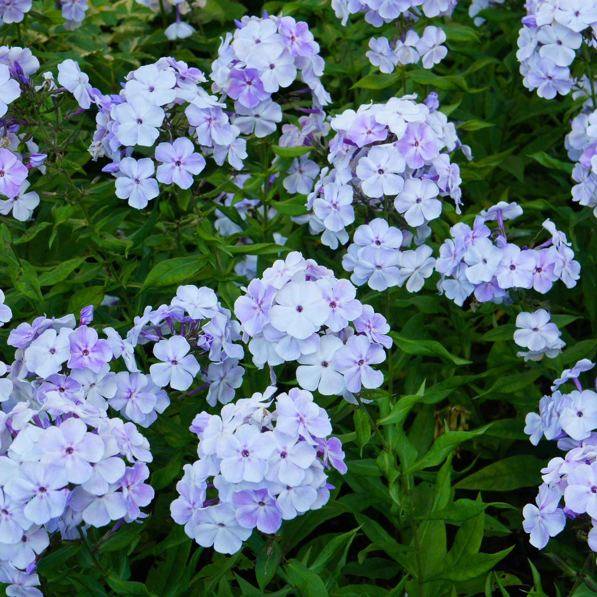 3 Phlox rouge, bleu, blanc en mélange - Phlox paniculata - Bakker