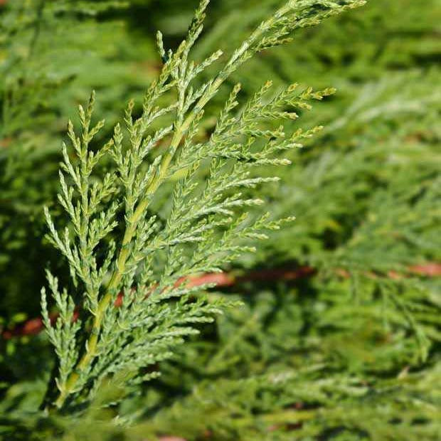 Arbustes de haie - Cyprès de Leyland - Cupressus leylandii
