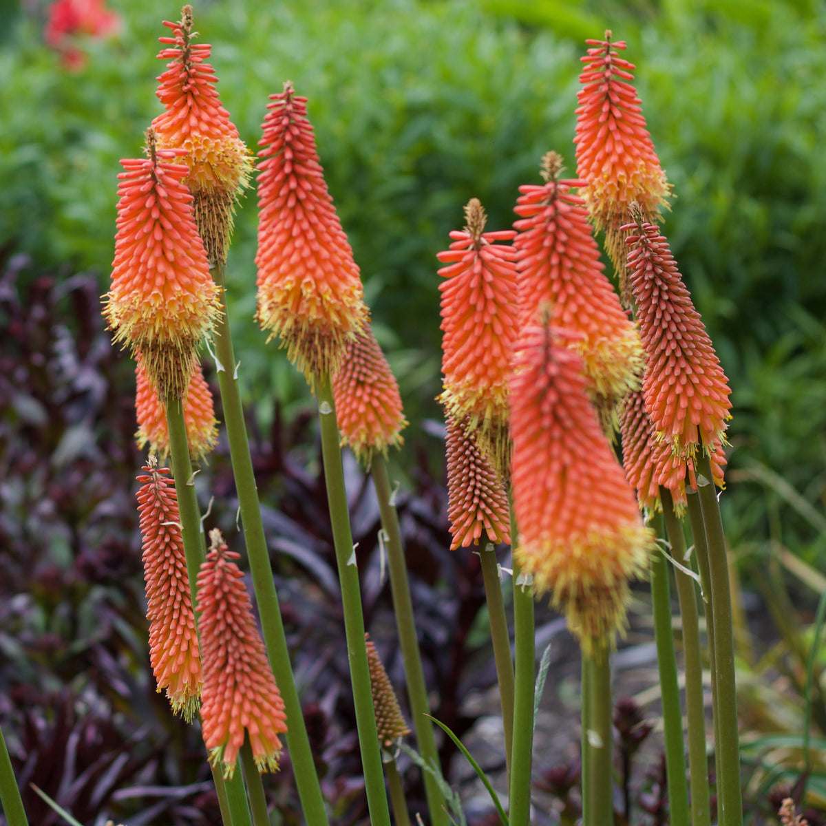 Tritoma Alcazar - Kniphofia 'alcazar' - Bakker