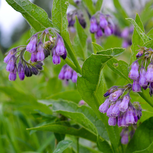 Consoude officinale Purpureum - Bakker