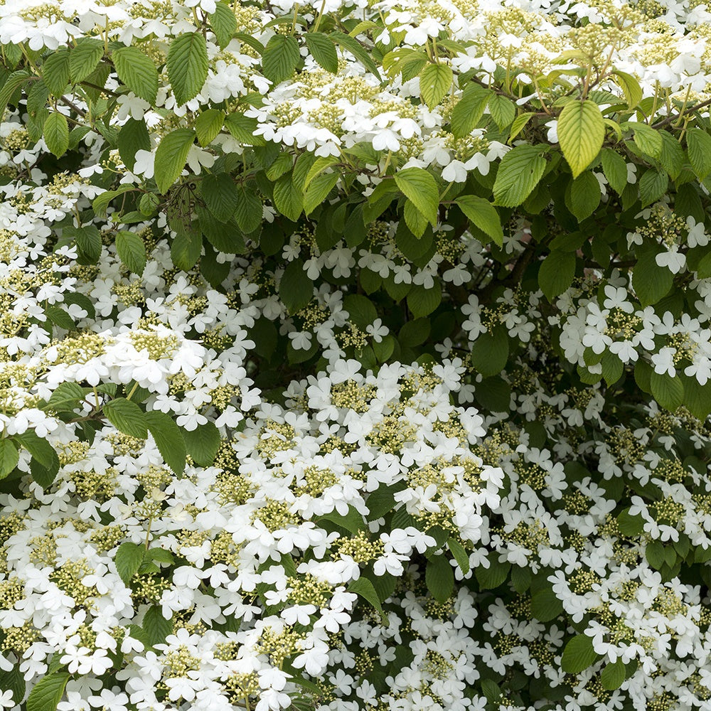 Viornes - Viorne de Chine Watanabe - Viburnum plicatum Watanabe