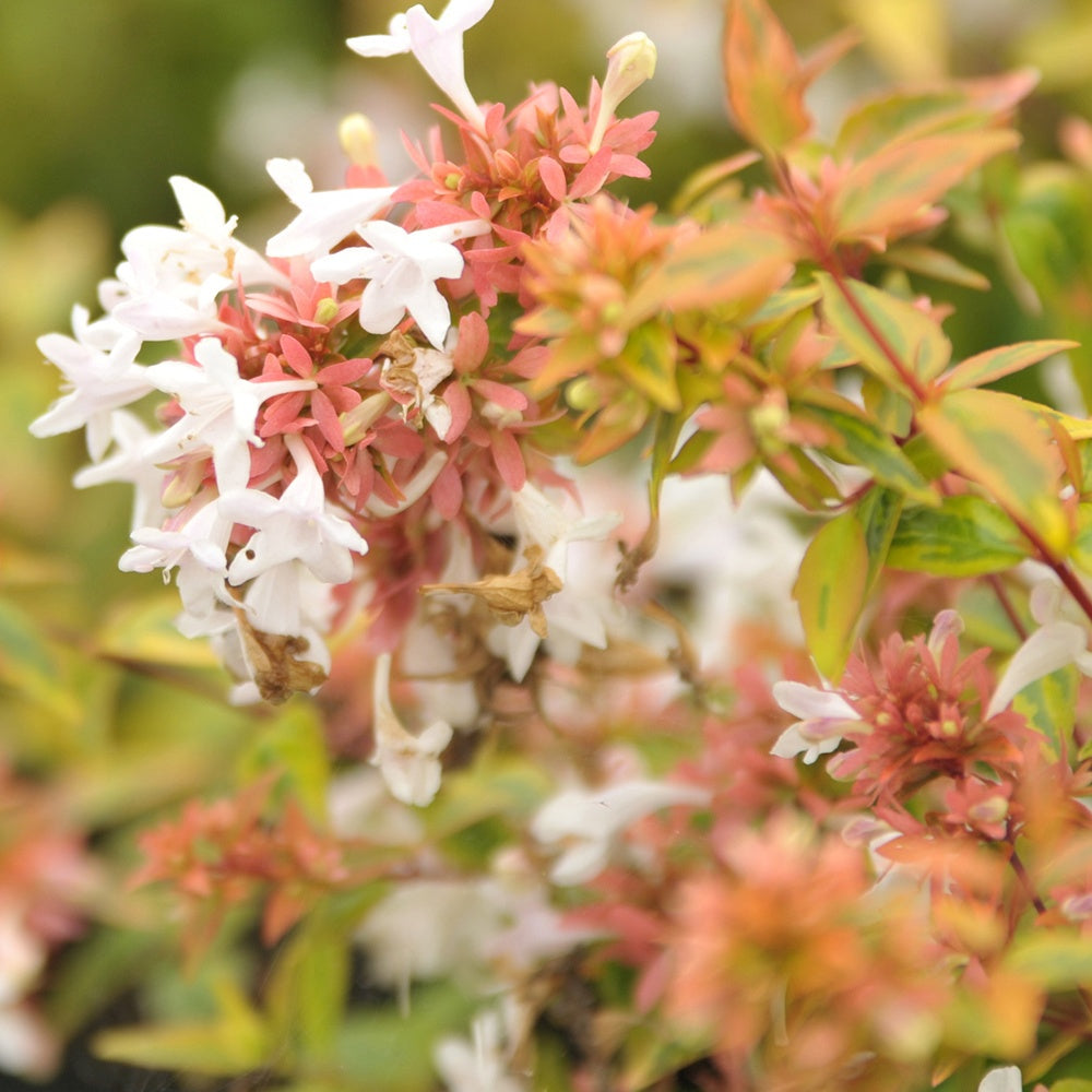 Abélia grandiflora Kaleidoscope® - Bakker