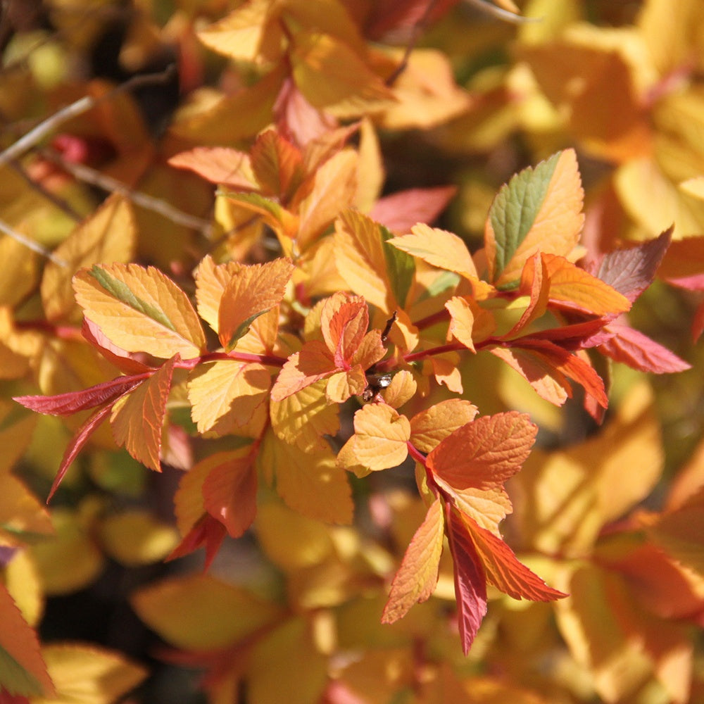Spiraea japonica Firelight - Spirée du Japon Firelight - Spirées