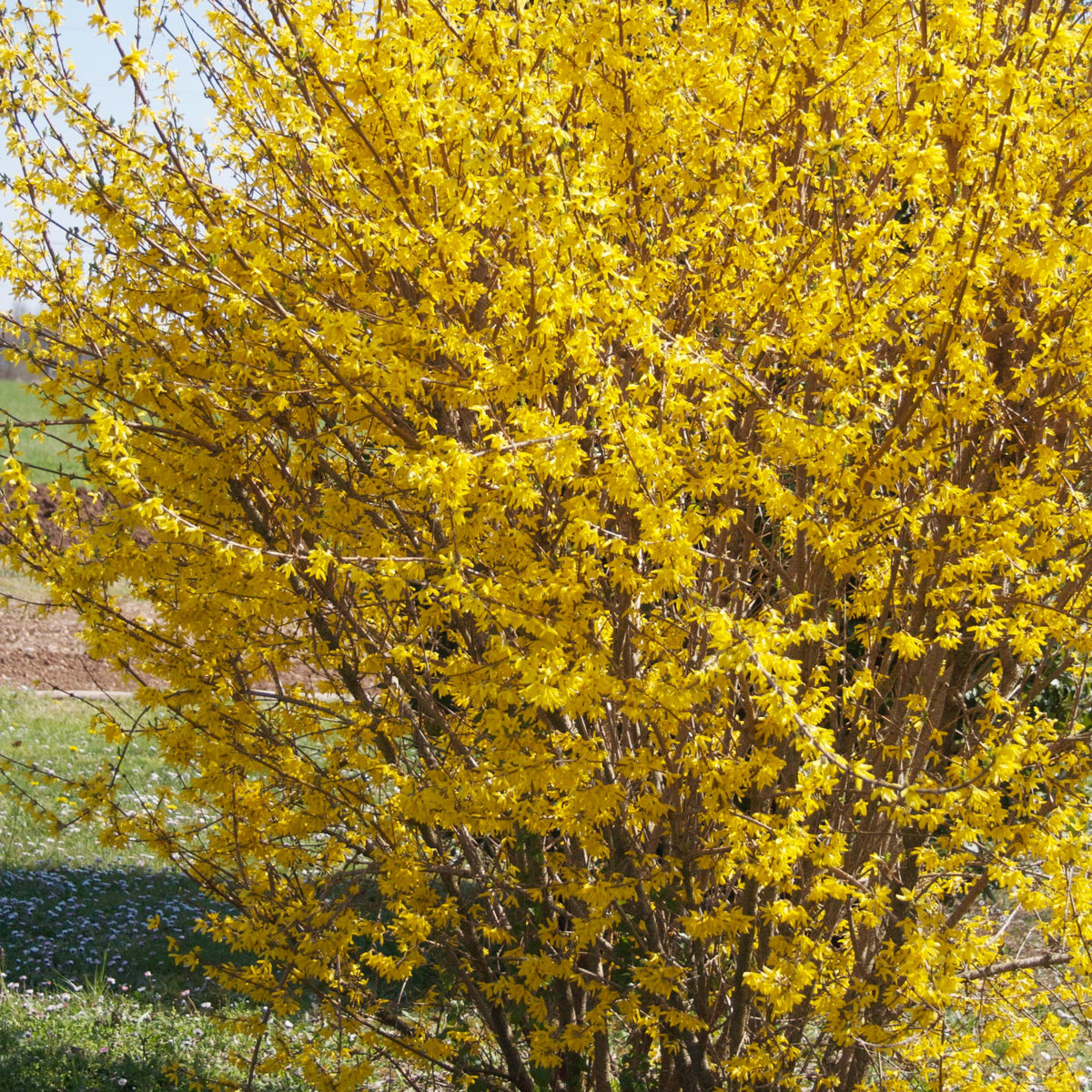 Forsythia Marée d'Or ® - Bakker