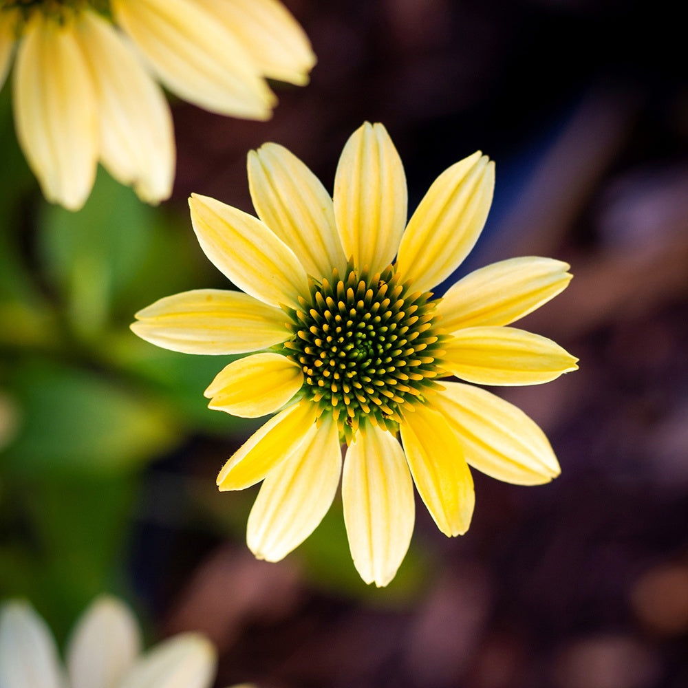 Echinacée pourpre Mellow Yellows - Bakker
