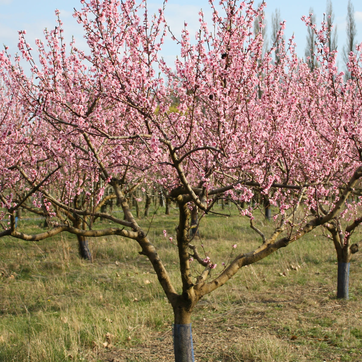 Pêcher Suncrest - Prunus persica suncrest - Bakker