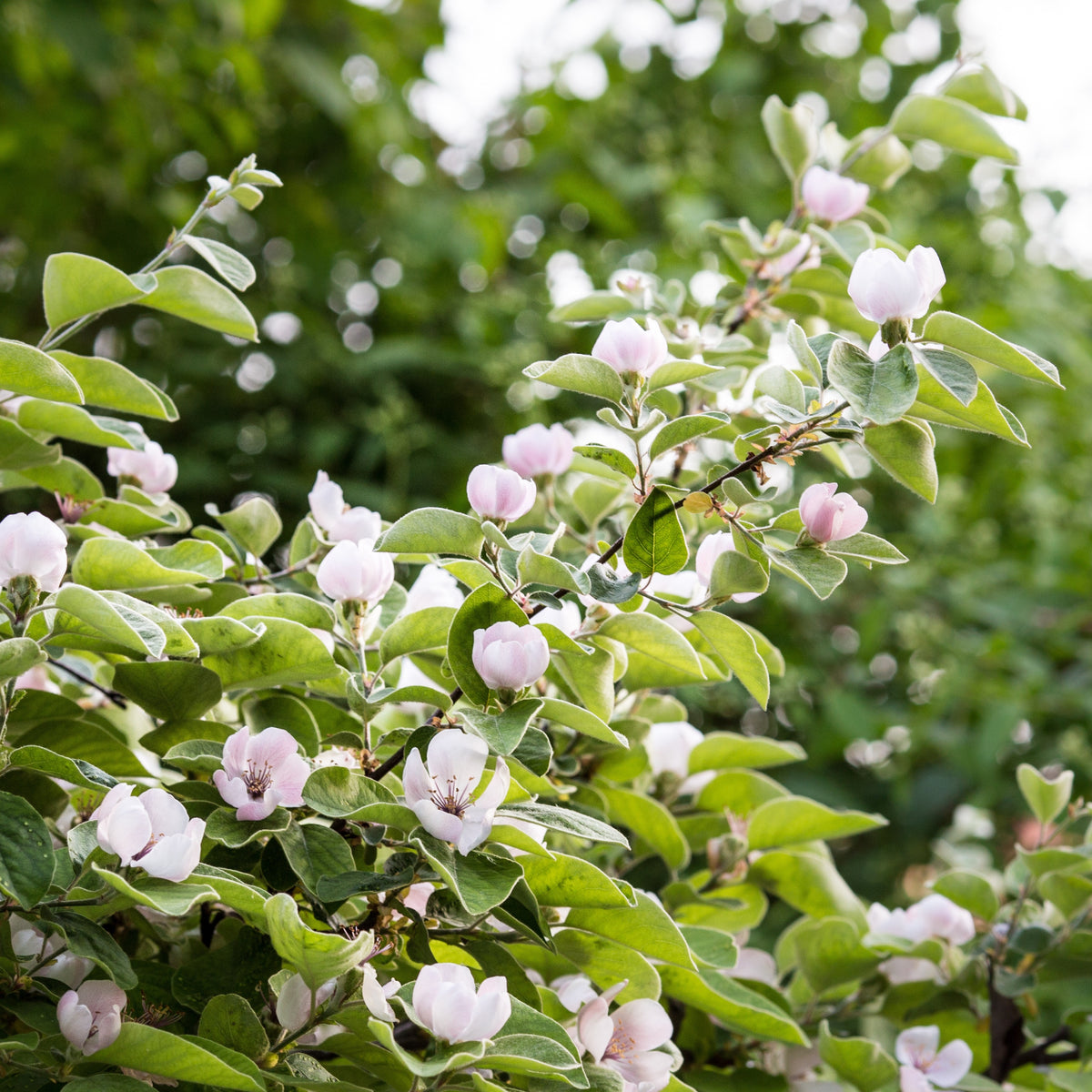 Cydonia oblonga - Cognassier - Arbres fruitiers