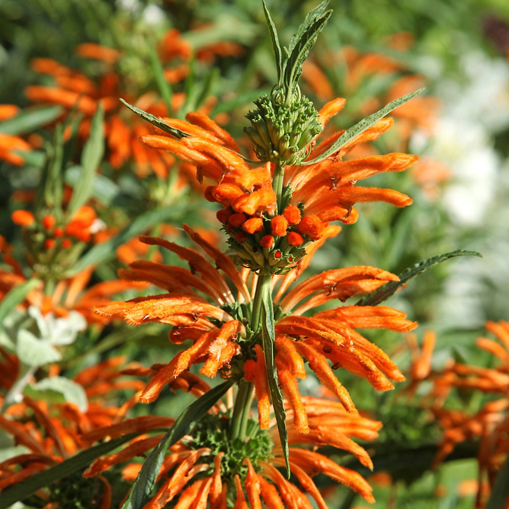 Queue de lion - Leonotis leonurus - Bakker