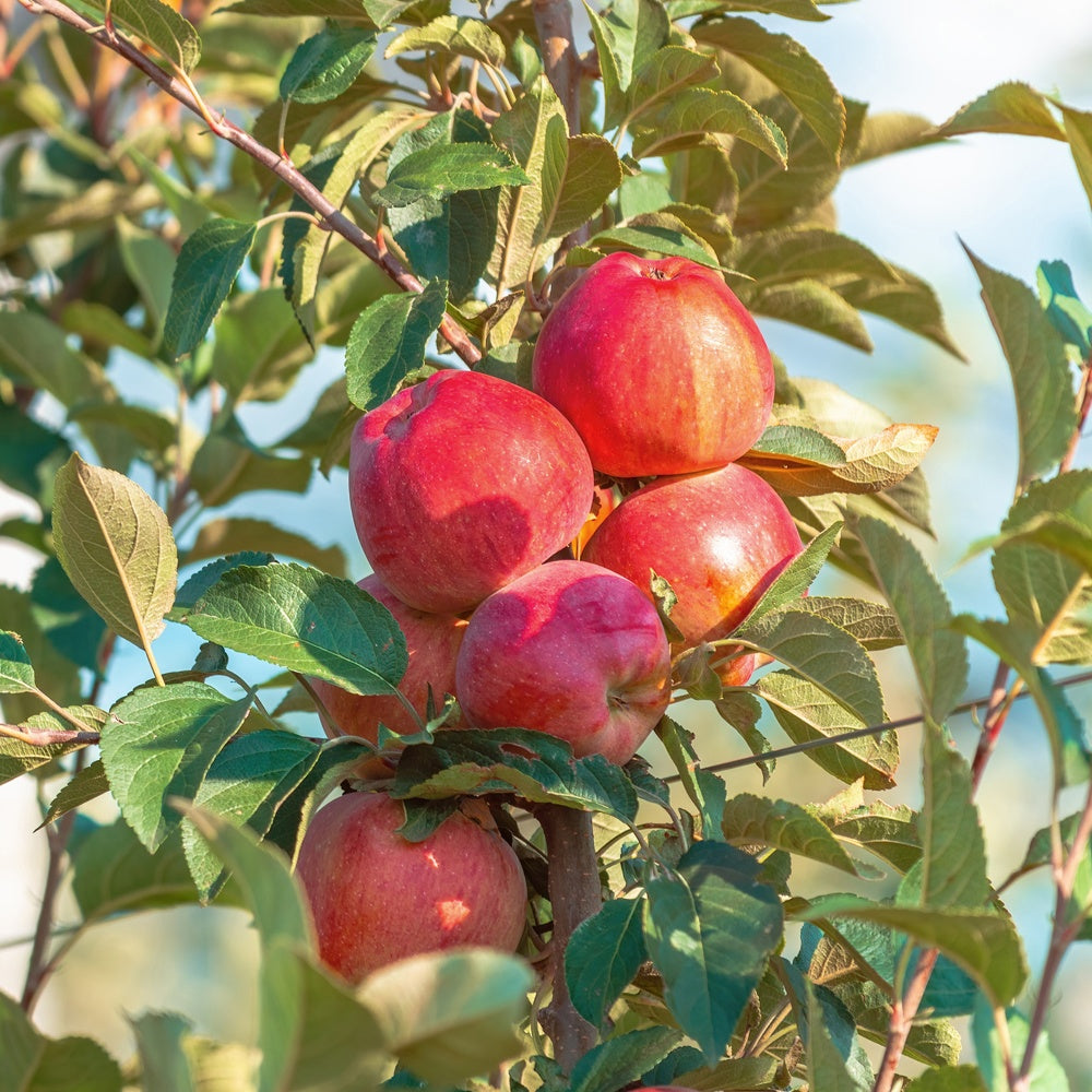Pommier Summerred - Bakker