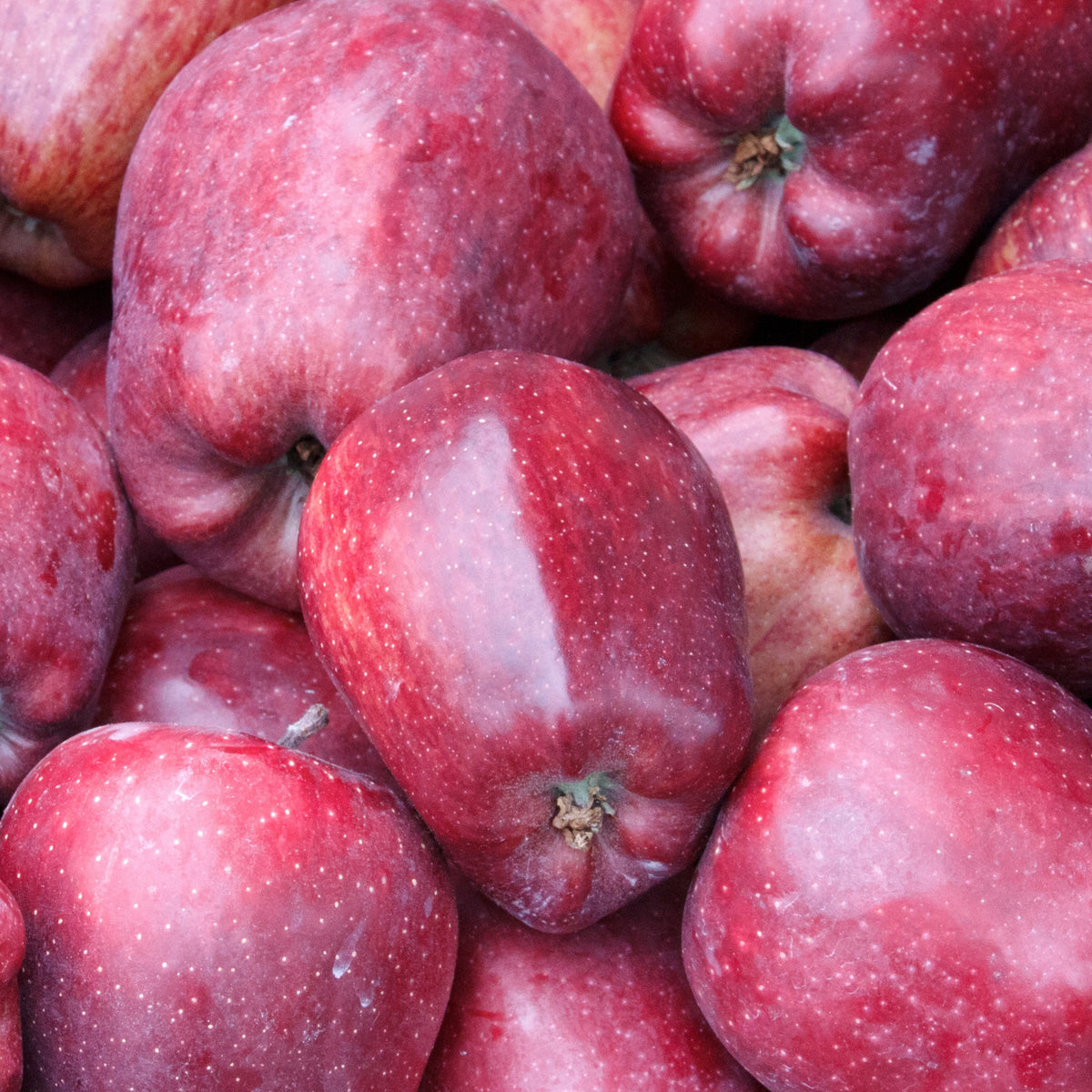Pommier Starking Delicious - Bakker