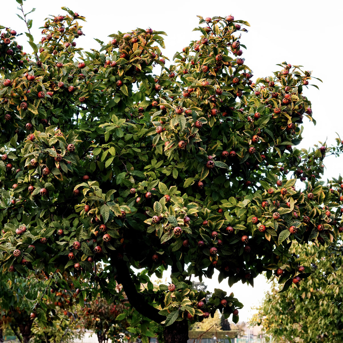 Mespilus germanica - Néflier - Arbres fruitiers