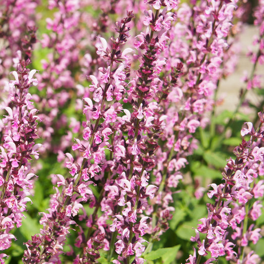 Sauge des bois Rose Marvel - Bakker