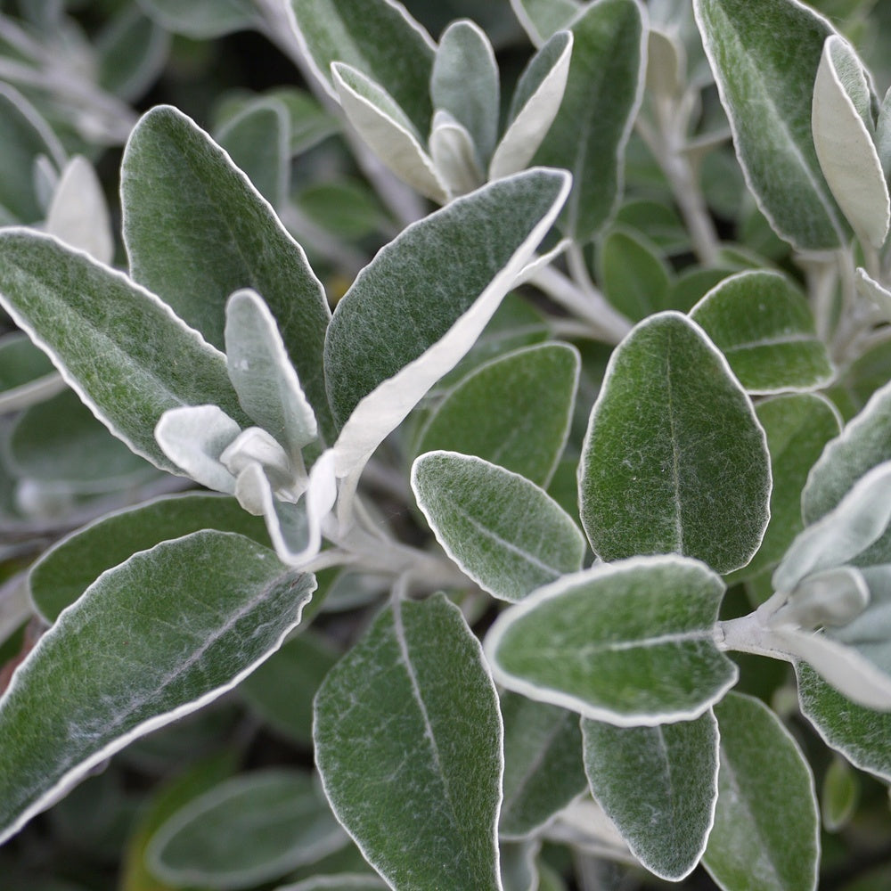 Senecio compacta Drysdale - Senecio compacta Drysdale - Bakker