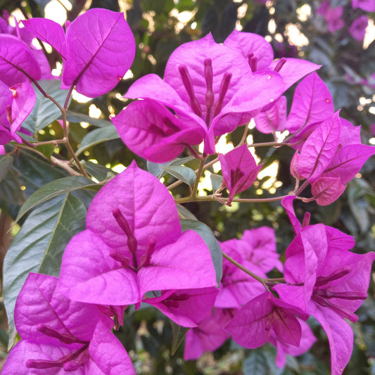 Bougainvillier rustique Violet de Mèze - Bakker