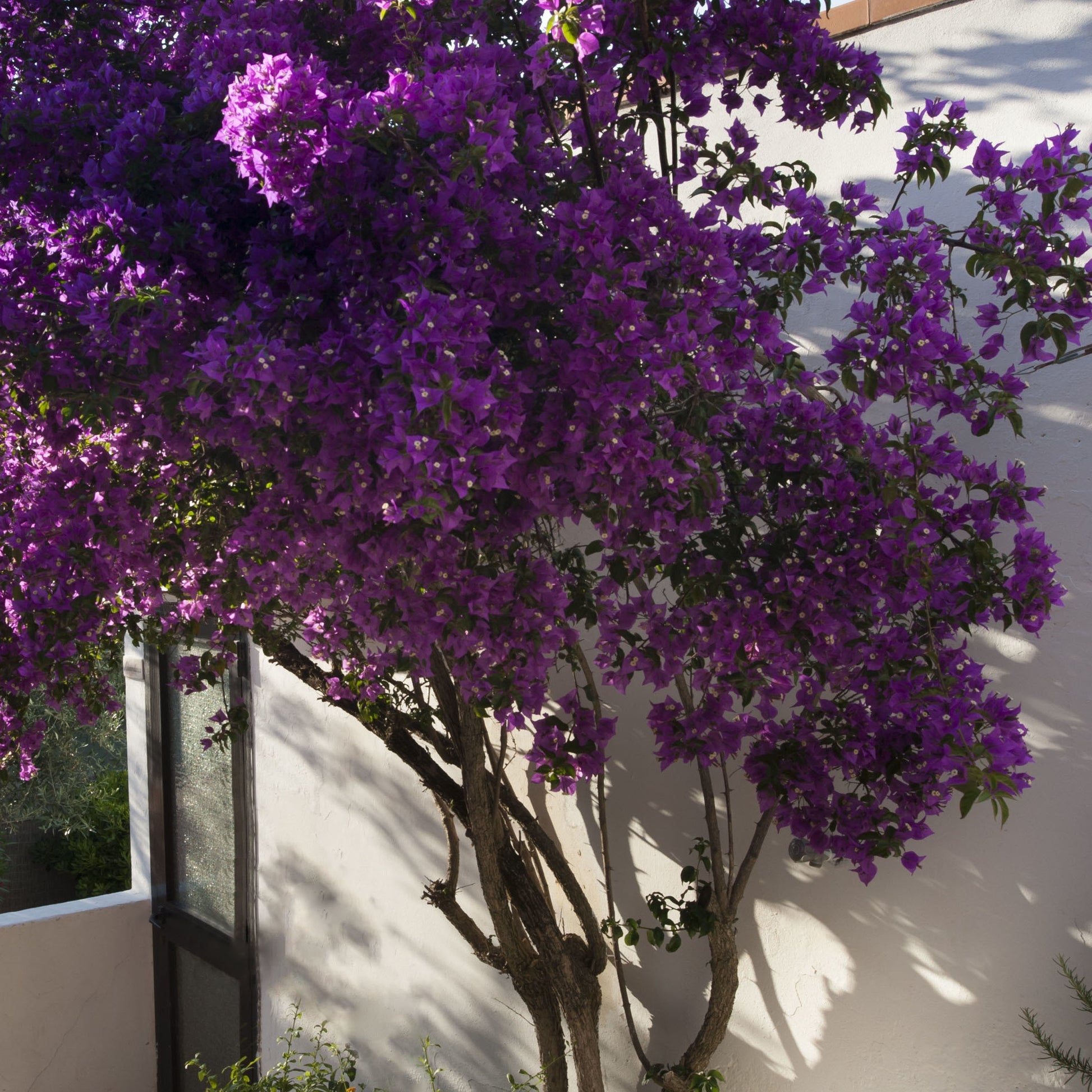 Bougainvillea 'violet de mèze' - Bougainvillier rustique Violet de Mèze - Bougainvillier
