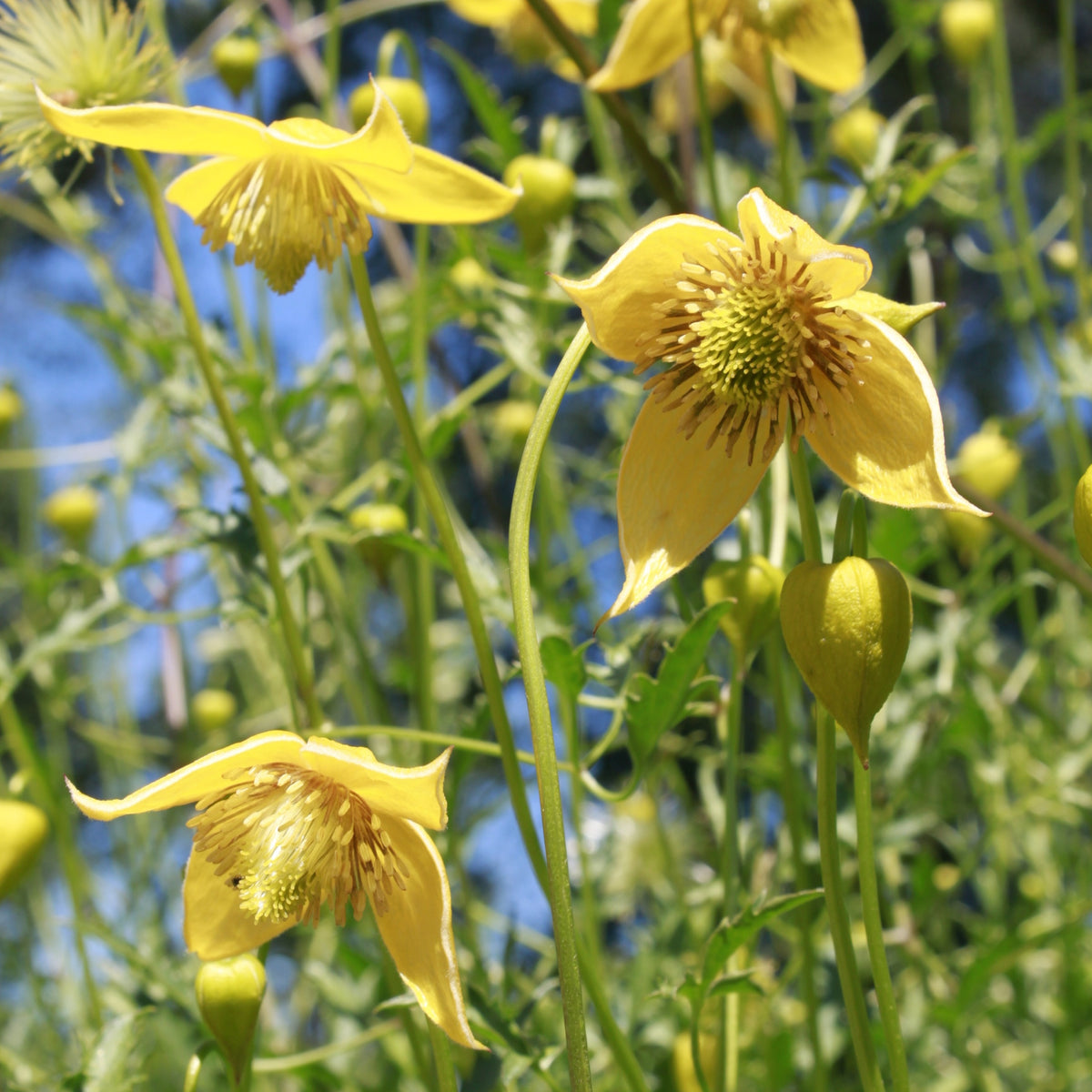 Clématite Little Lemons ® - Clematis 'little lemons' - Bakker