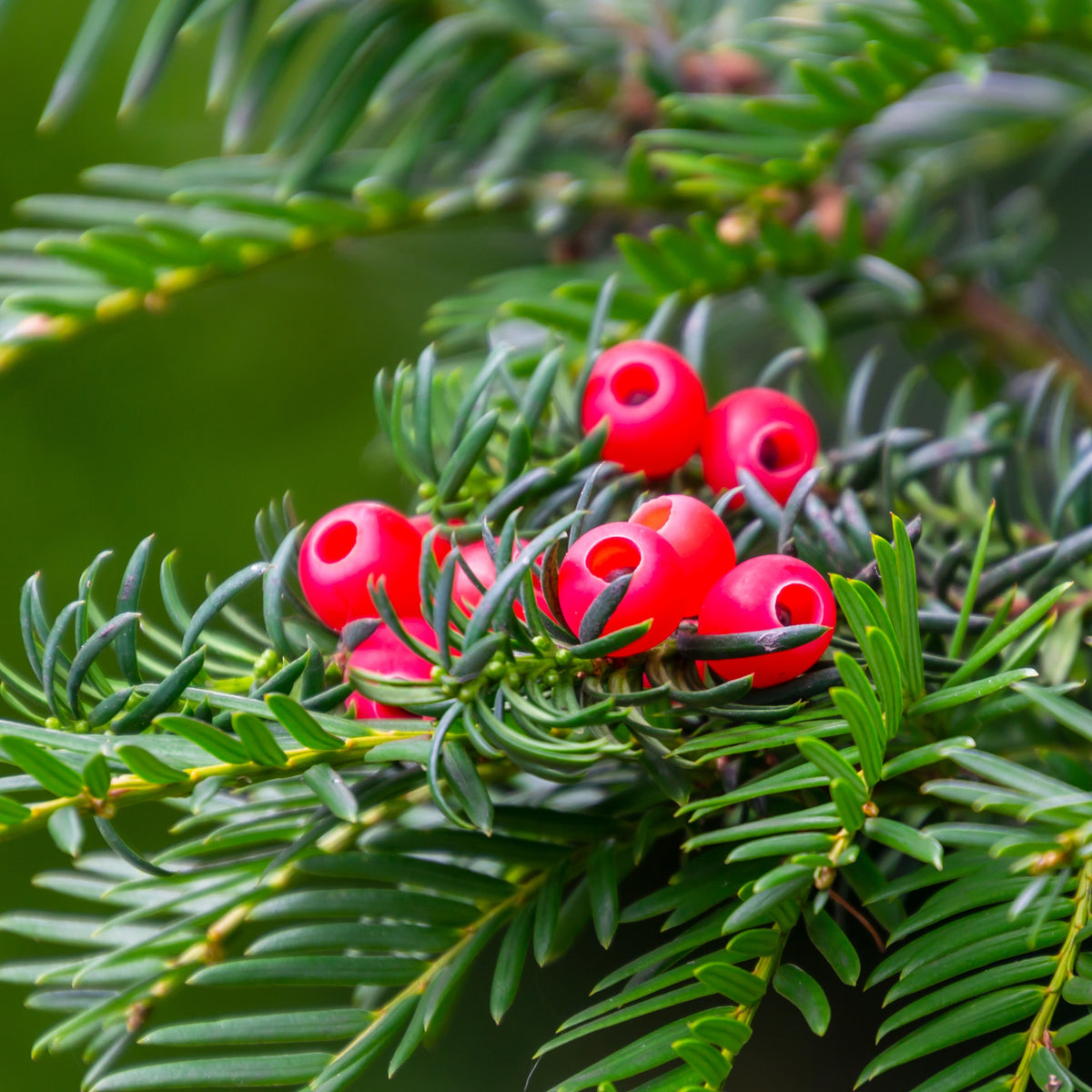 Taxus baccata - If commun - Arbustes de haie
