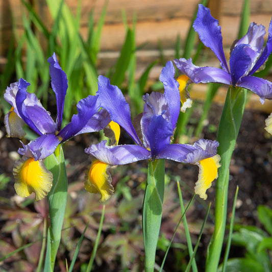 10 Iris de Hollande Frans Hals - Bakker