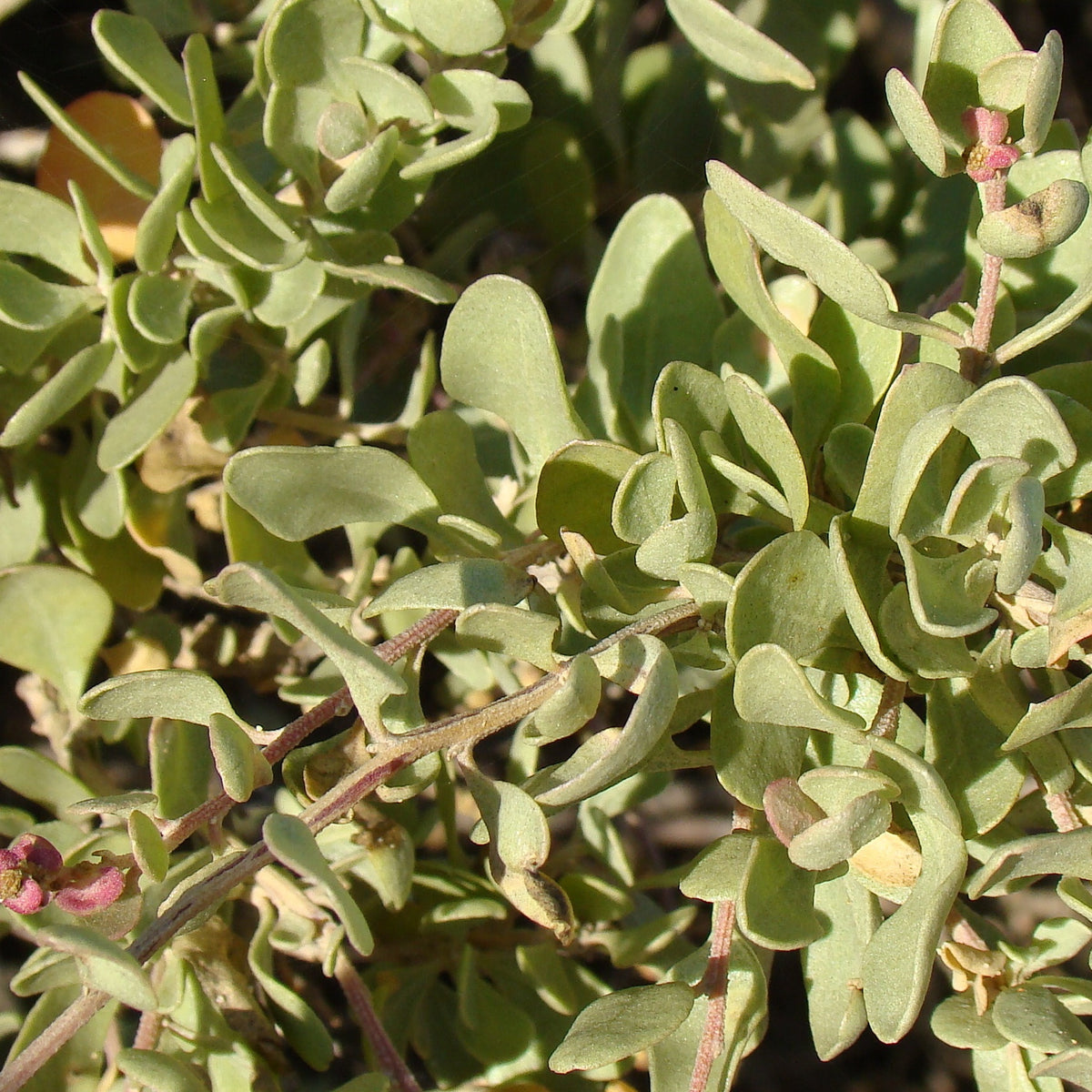 Atriplex halimus - Pourpier de mer - Plantes de terrasses et balcons