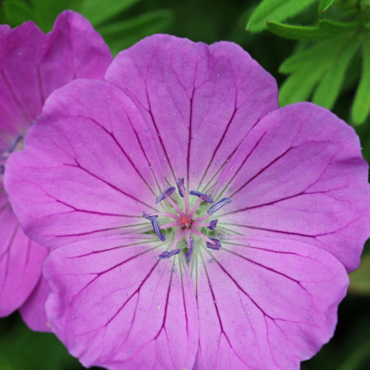 Géraniums - 9 Géraniums vivaces en mélange - Geranium oxonianum katharine adèle , himalayense,