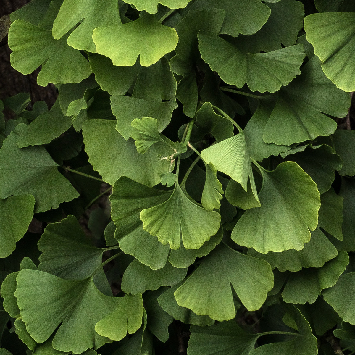 Arbres - Ginkgo biloba Blagon - Arbre aux 40 écus - Ginkgo biloba blagon