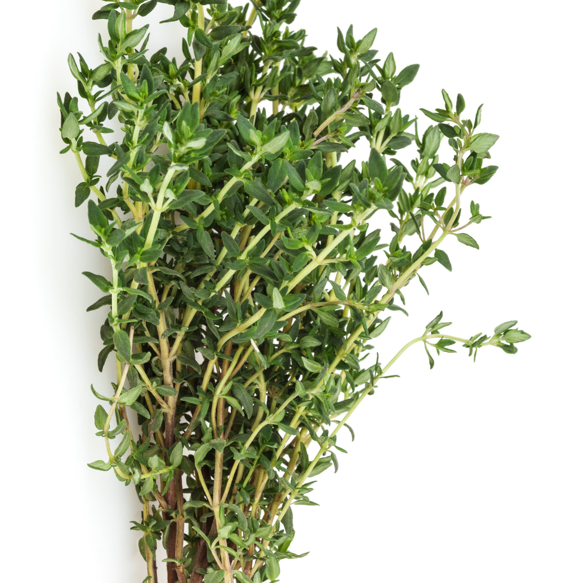 Basilic, ciboulette, persil, thym - Collection de 4 Plants Aromatiques basilic, ciboulette, persil, thym - Herbes Aromatiques