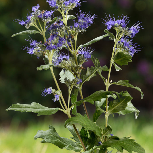 Caryopteris Good as Gold - Bakker