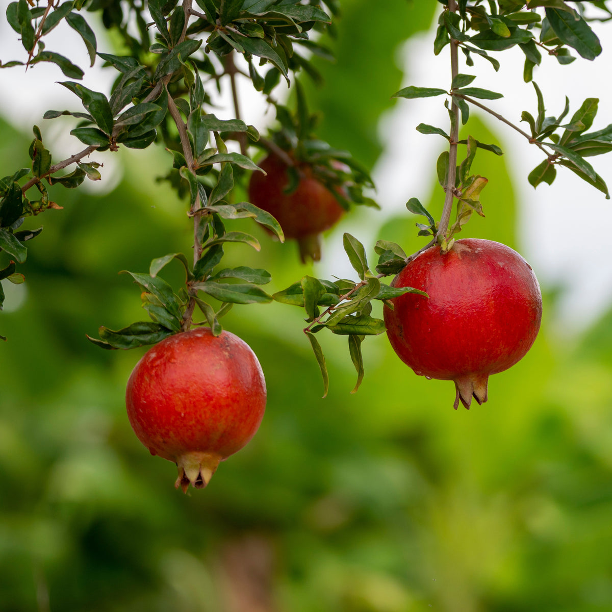 Grenadier à fruits Fina Tendral - Punica granatum fina tendral - Bakker