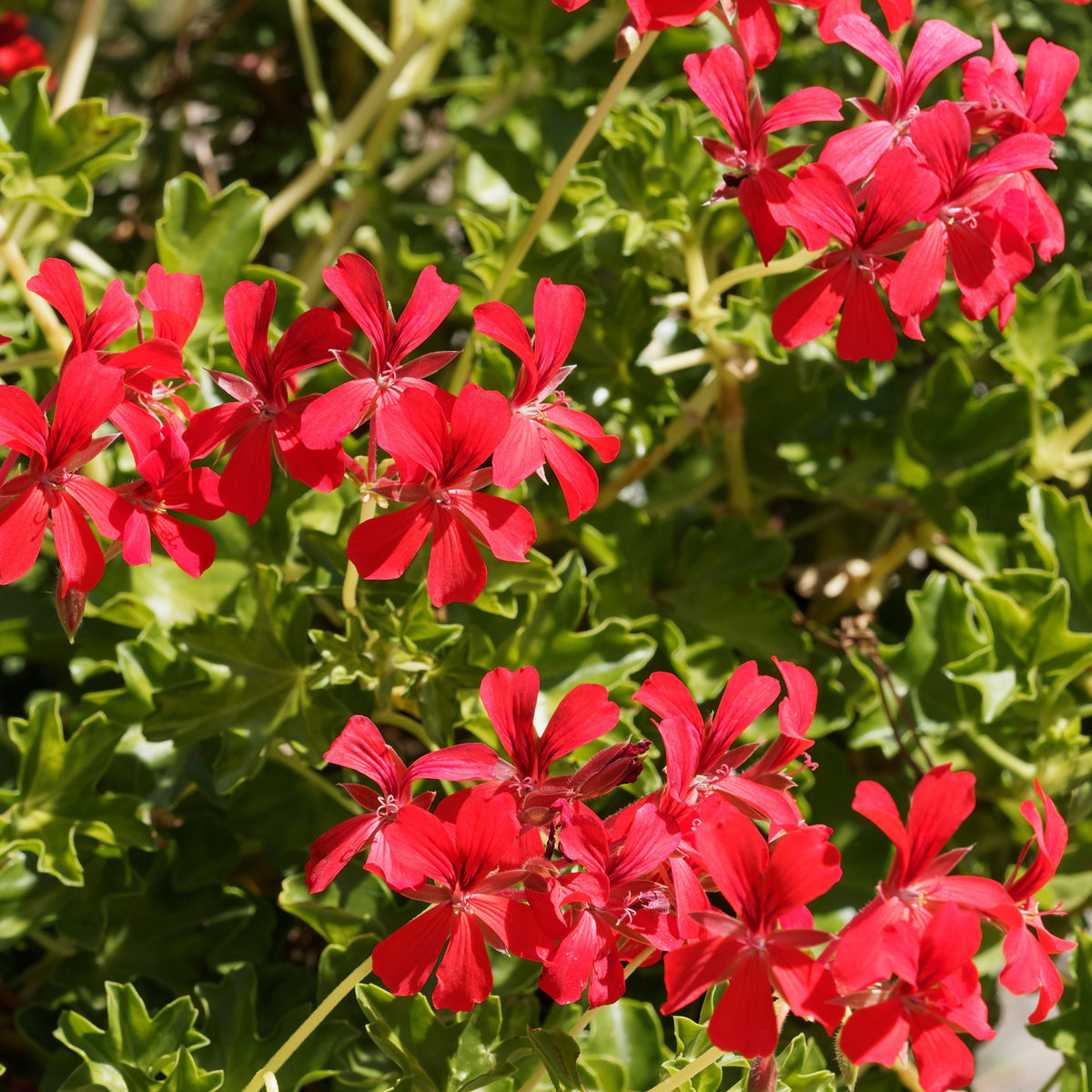 Vente 3 Géraniums-lierre rouges - Pelargonium peltatum