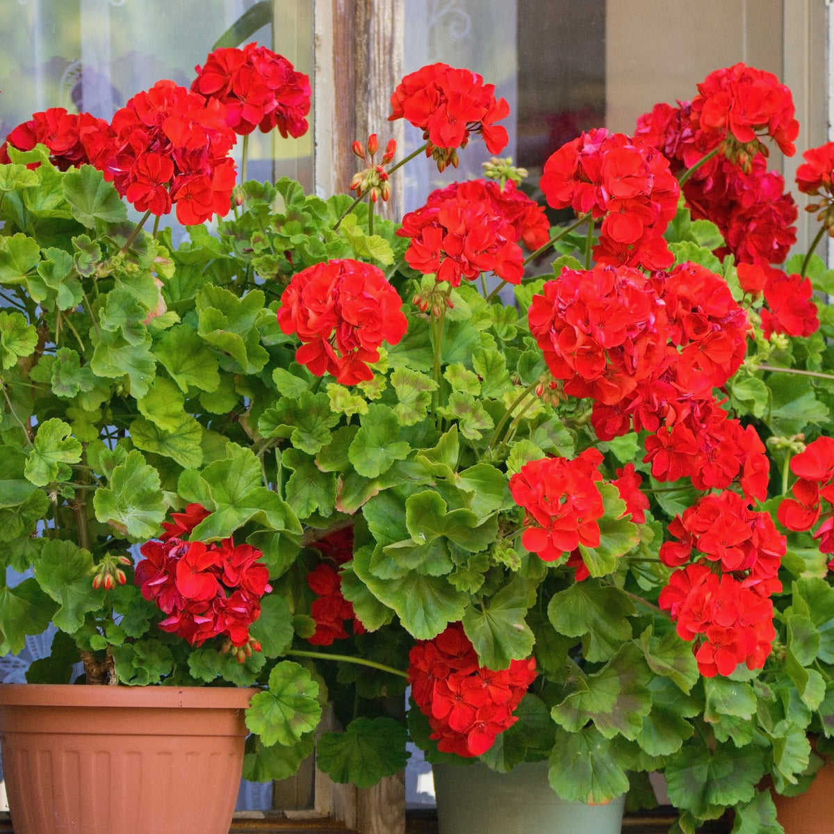 Vente Collection de 6 Géraniums : rouges, blancs, Dark Lilac - Pelargonium zonale