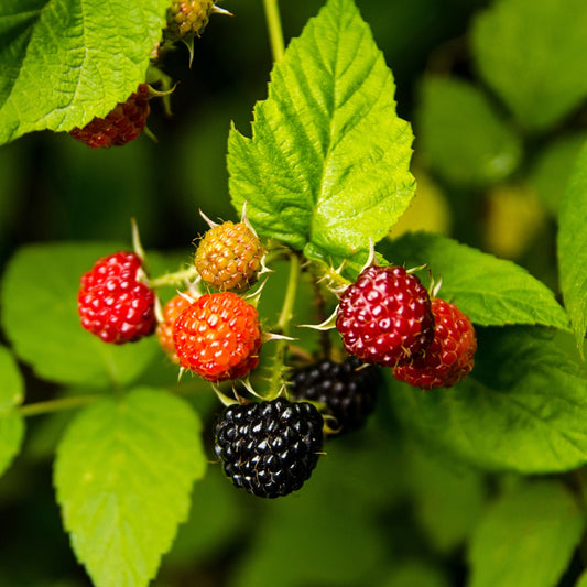 Bakker - Framboisier Black Jewel - Rubus idaeus 'black jewel' - Fruitiers