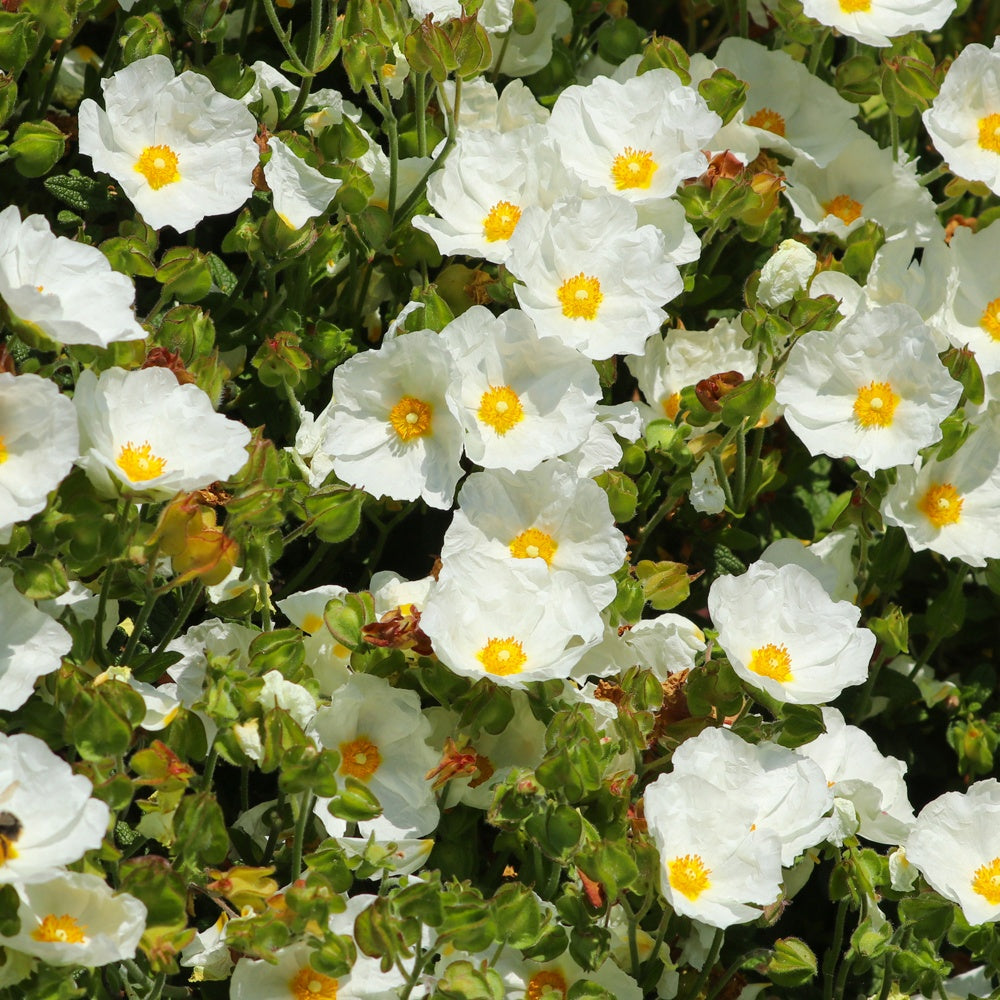 Ciste à feuille de sauge - Cistus salviifolius - Bakker