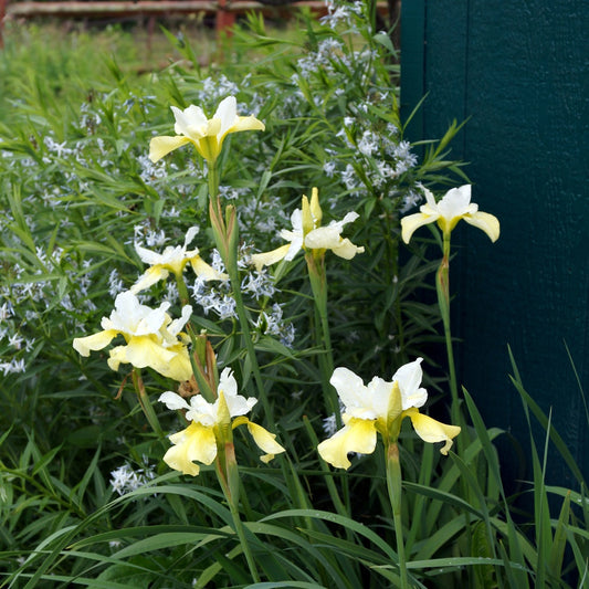 Iris de Sibérie Butter and Sugar - Bakker