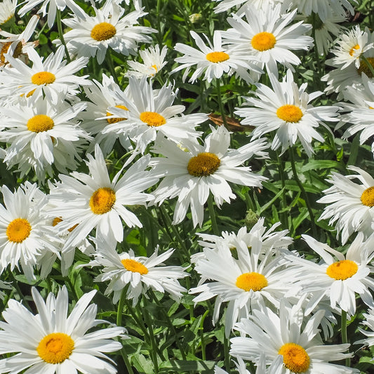 Leucanthème Sweet Daisy Rebecca - Bakker